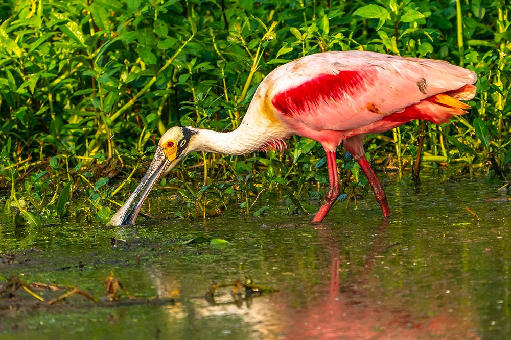 USA-Louisiana-Evangeline Parish Roseate spoonbill feeding in swamp water art print by Jaynes Gallery for $57.95 CAD