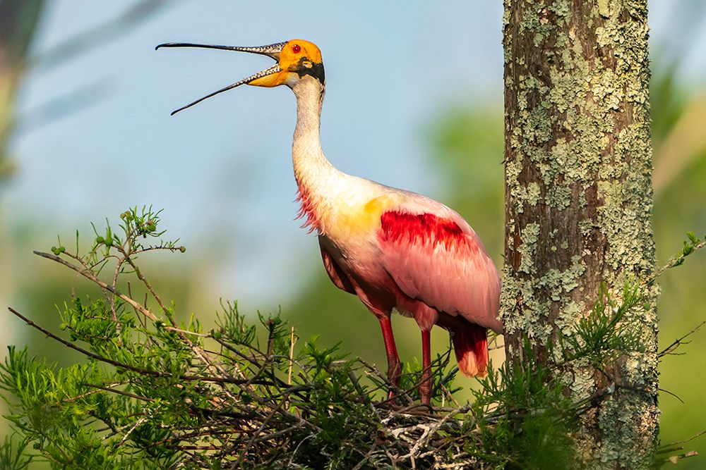 USA-Louisiana-Evangeline Parish Roseate spoonbill at nest calling art print by Jaynes Gallery for $57.95 CAD