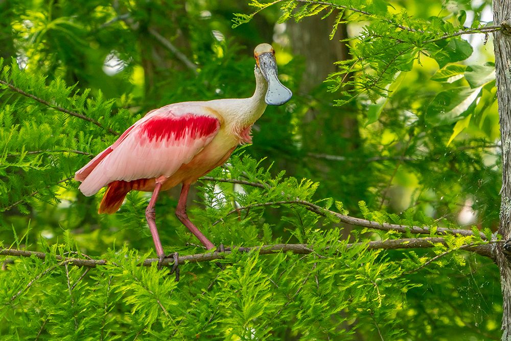 USA-Louisiana-Evangeline Parish Roseate spoonbill in breeding plumage art print by Jaynes Gallery for $57.95 CAD
