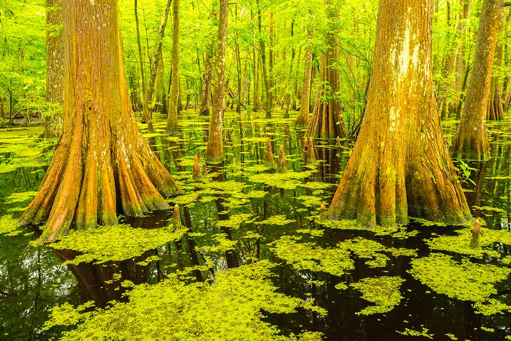 USA-Louisiana-Tensas National Wildlife Refuge Cypress tree swamp art print by Jaynes Gallery for $57.95 CAD