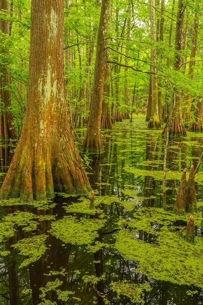 USA-Louisiana-Tensas National Wildlife Refuge Cypress tree swamp art print by Jaynes Gallery for $57.95 CAD