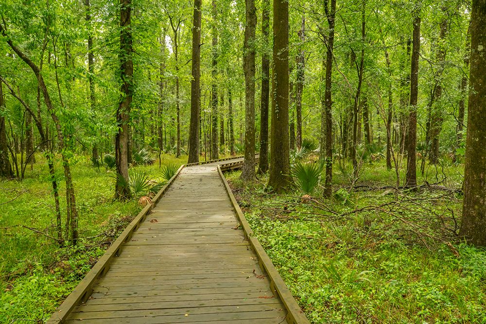 USA-Louisiana-Tensas National Wildlife Refuge Forest boardwalk trail art print by Jaynes Gallery for $57.95 CAD
