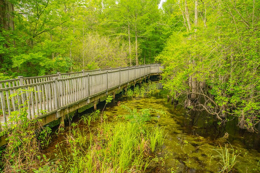USA-Louisiana-Tensas National Wildlife Refuge Boardwalk through swamp art print by Jaynes Gallery for $57.95 CAD