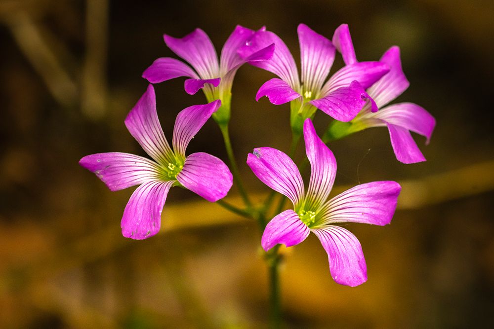 USA-Louisiana-Acadiana Park Nature Station Close-up of pink wildflowers art print by Jaynes Gallery for $57.95 CAD