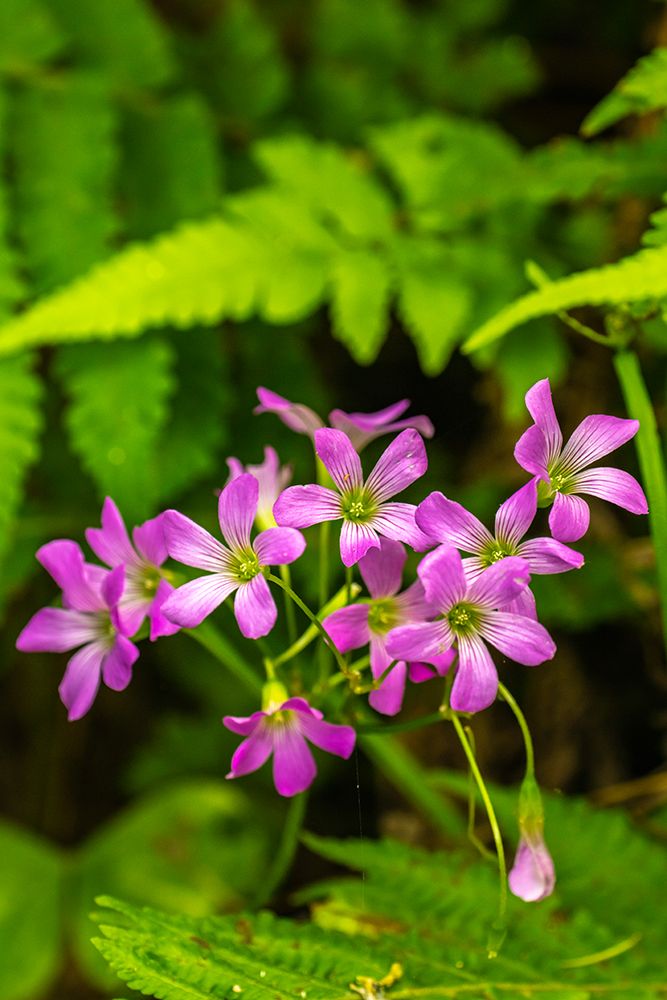 USA-Louisiana-Acadiana Park Nature Station Close-up of pink wildflowers art print by Jaynes Gallery for $57.95 CAD