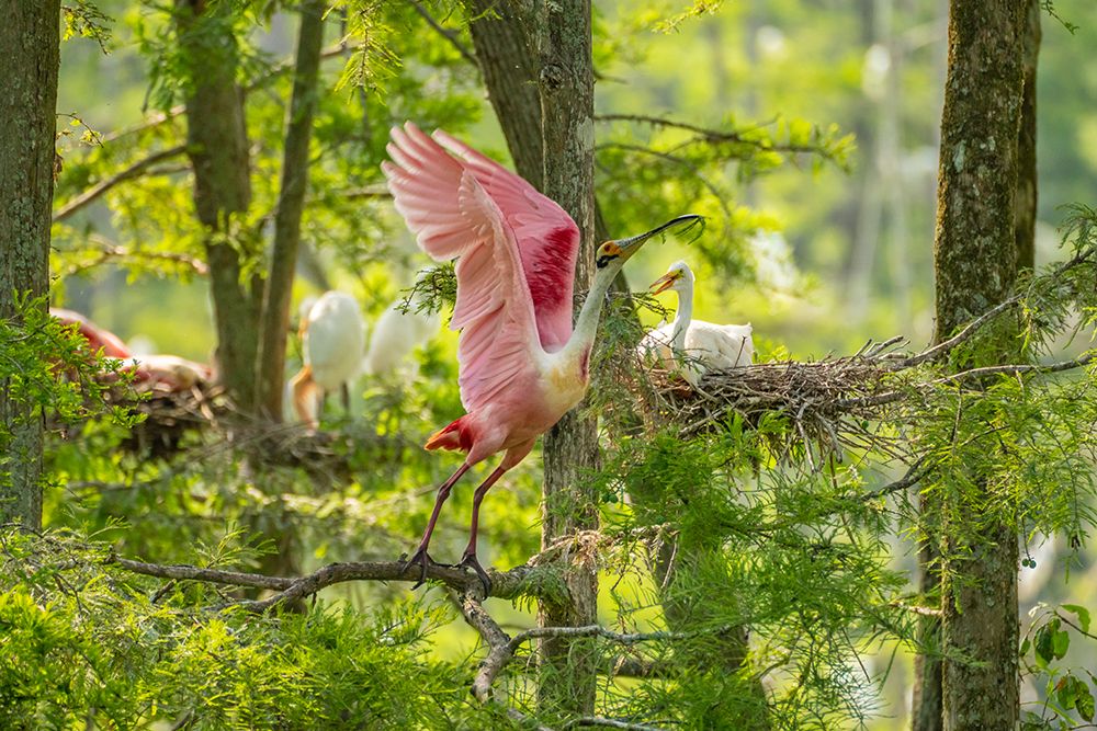 USA-Louisiana-Evangeline Parish Roseate spoonbill taking flight from rookery art print by Jaynes Gallery for $57.95 CAD