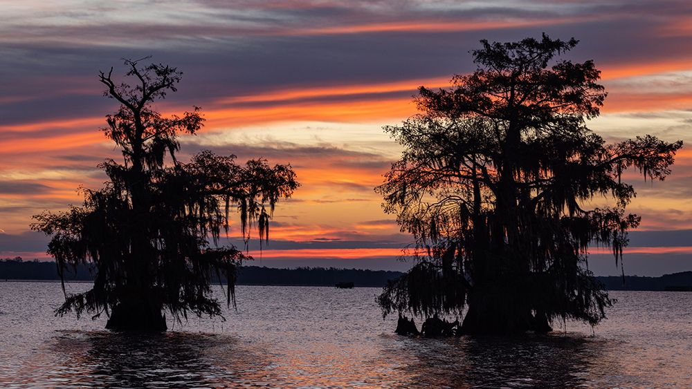 Cypress trees silhouetted at sunrise in autumn at Lake Dauterive near Loreauville-Louisiana-USA art print by Chuck Haney for $57.95 CAD