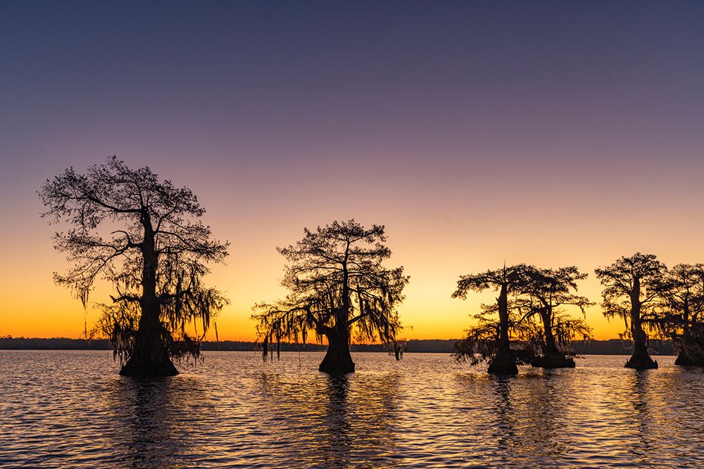 Cypress trees silhouetted at sunrise in autumn at Lake Dauterive near Loreauville-Louisiana-USA art print by Chuck Haney for $57.95 CAD