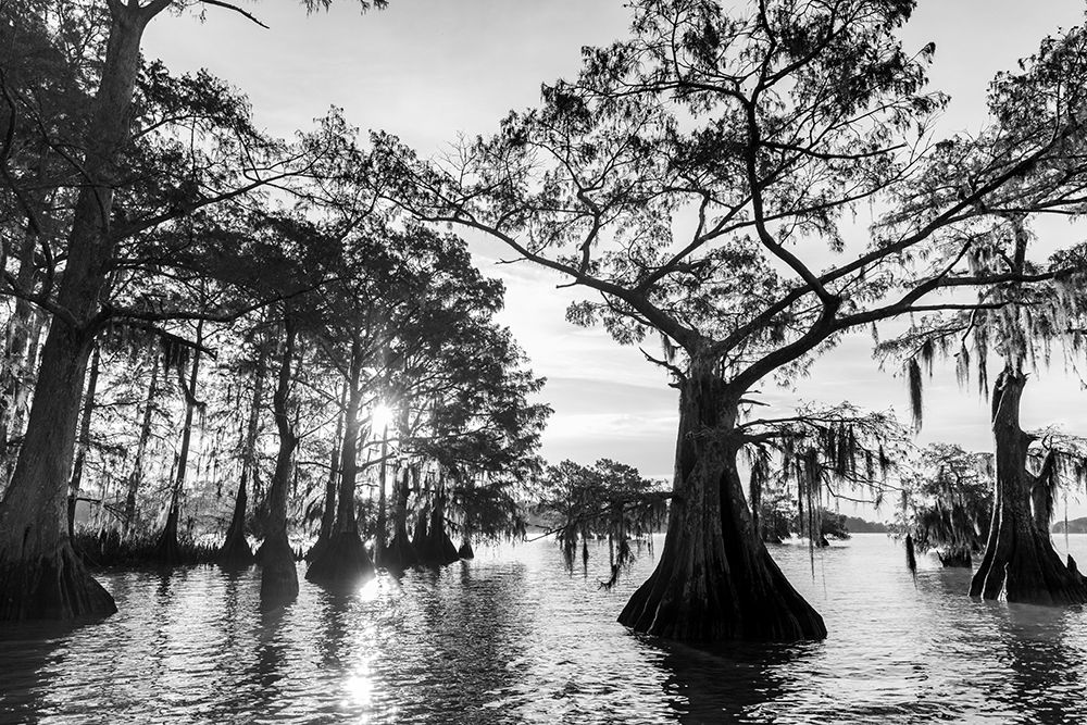 Cypress trees in autumn at Lake Dauterive near Loreauville-Louisiana-USA art print by Chuck Haney for $57.95 CAD