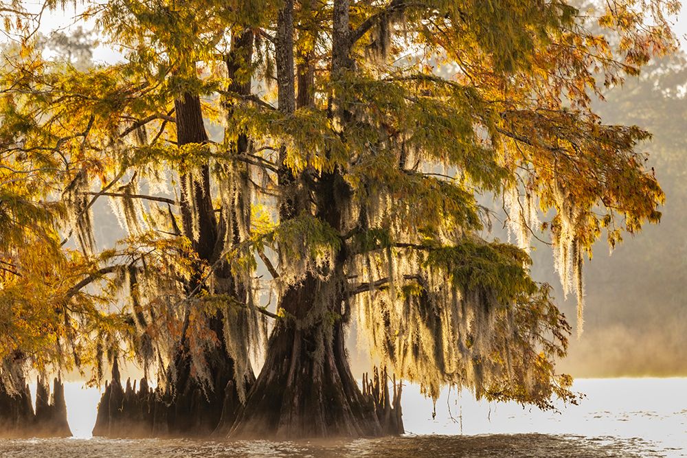 Cypress trees in autumn at Lake Dauterive near Loreauville-Louisiana-USA art print by Chuck Haney for $57.95 CAD