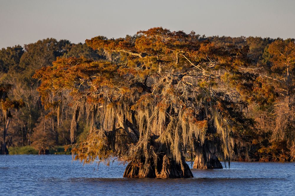 Cypress trees in autumn at Lake Dauterive near Loreauville-Louisiana-USA art print by Chuck Haney for $57.95 CAD