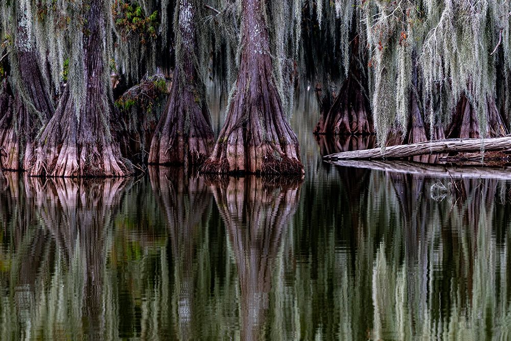 Cypress trees reflect at Lake Martin near Lafayette-Louisiana-USA art print by Chuck Haney for $57.95 CAD