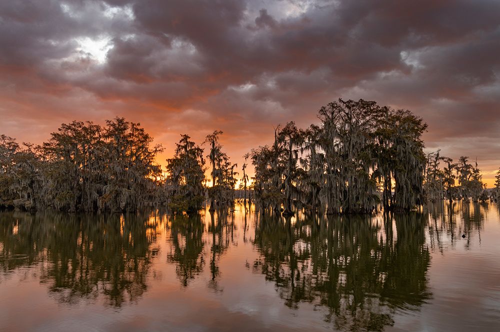 Sunrise clouds over cypress trees at Lake Martin near Lafayette-Louisiana-USA art print by Chuck Haney for $57.95 CAD