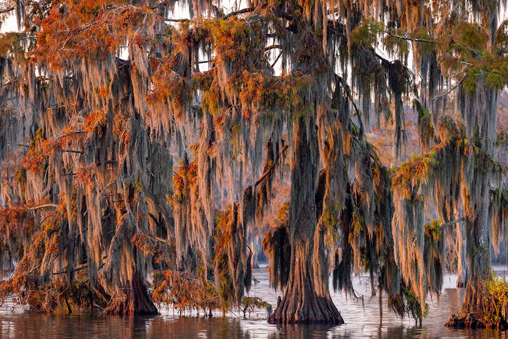 Cypress trees in autumn at Lake Martin near Lafayette-Louisiana-USA art print by Chuck Haney for $57.95 CAD