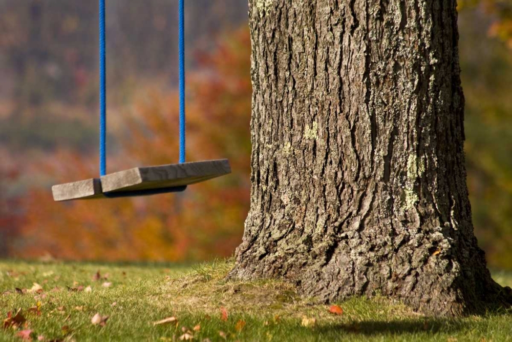 Maine, Bethel A wooden swing hangs from a tree art print by Wendy Kaveney for $57.95 CAD