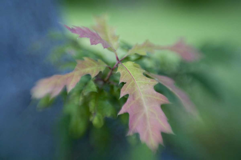 Maine, Harpswell Oak leaves in early autumn art print by Kathleen Clemons for $57.95 CAD