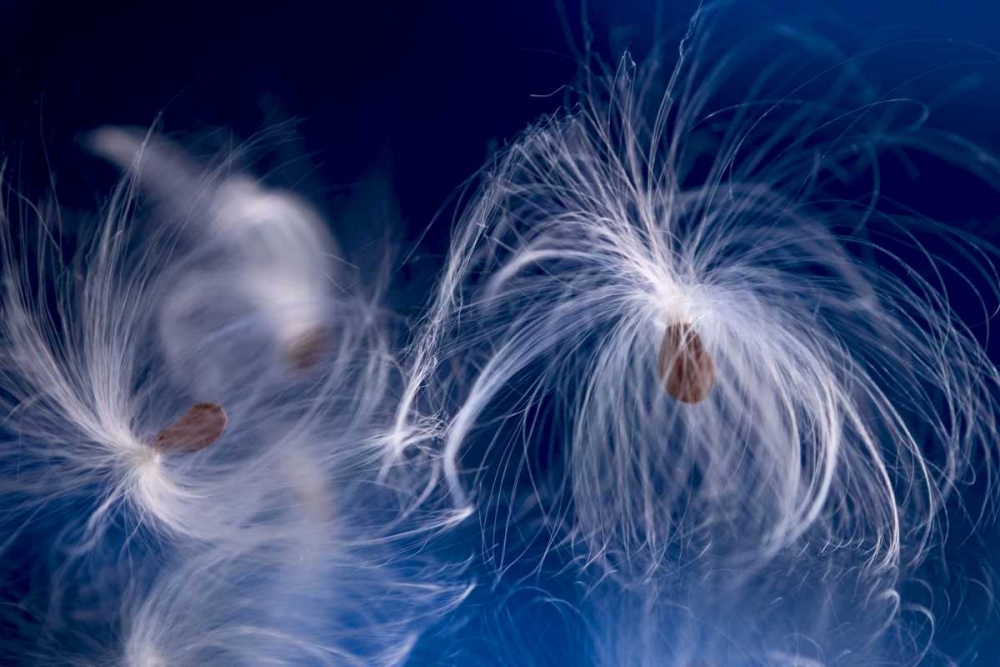 Maine, Harpswell Milkweed seeds on a mirror art print by Kathleen Clemons for $57.95 CAD