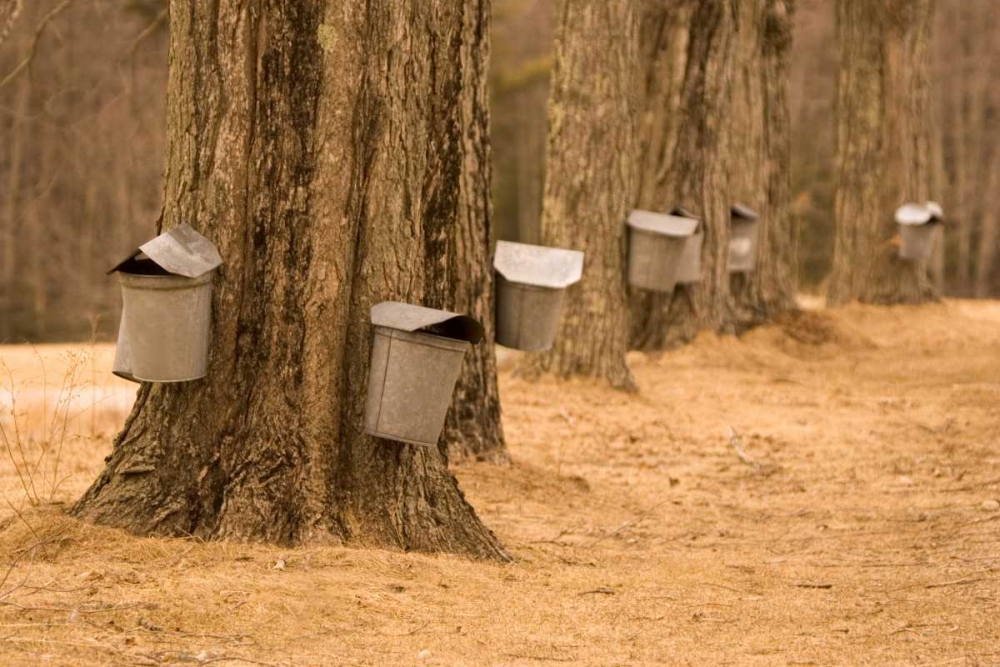 Maine, Harpswell Tapping maple trees art print by Kathleen Clemons for $57.95 CAD