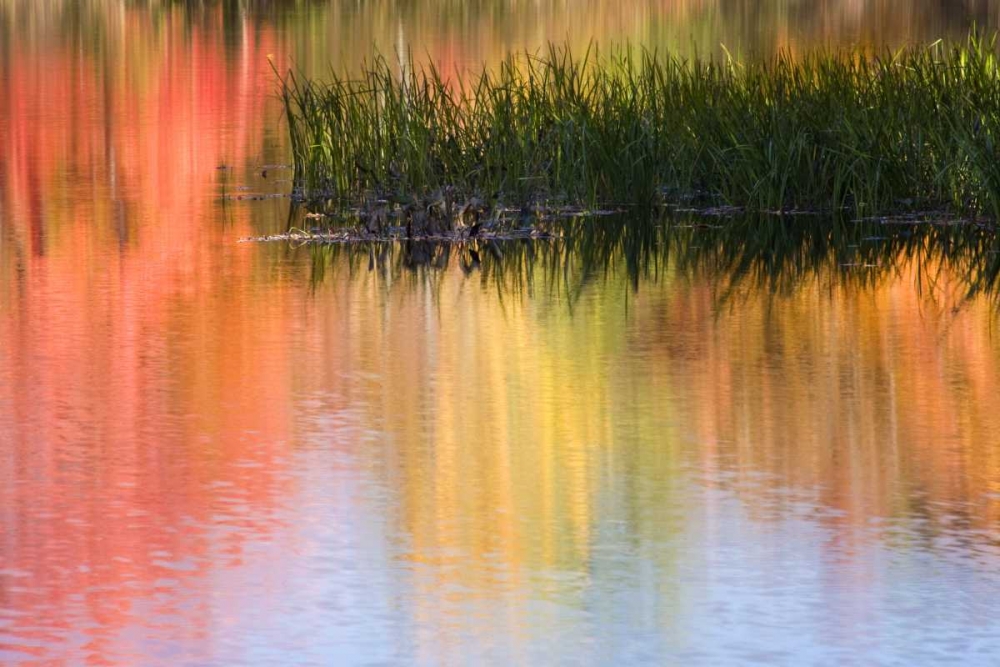 ME, South Paris Grasses growing in water in fall art print by Wendy Kaveney for $57.95 CAD