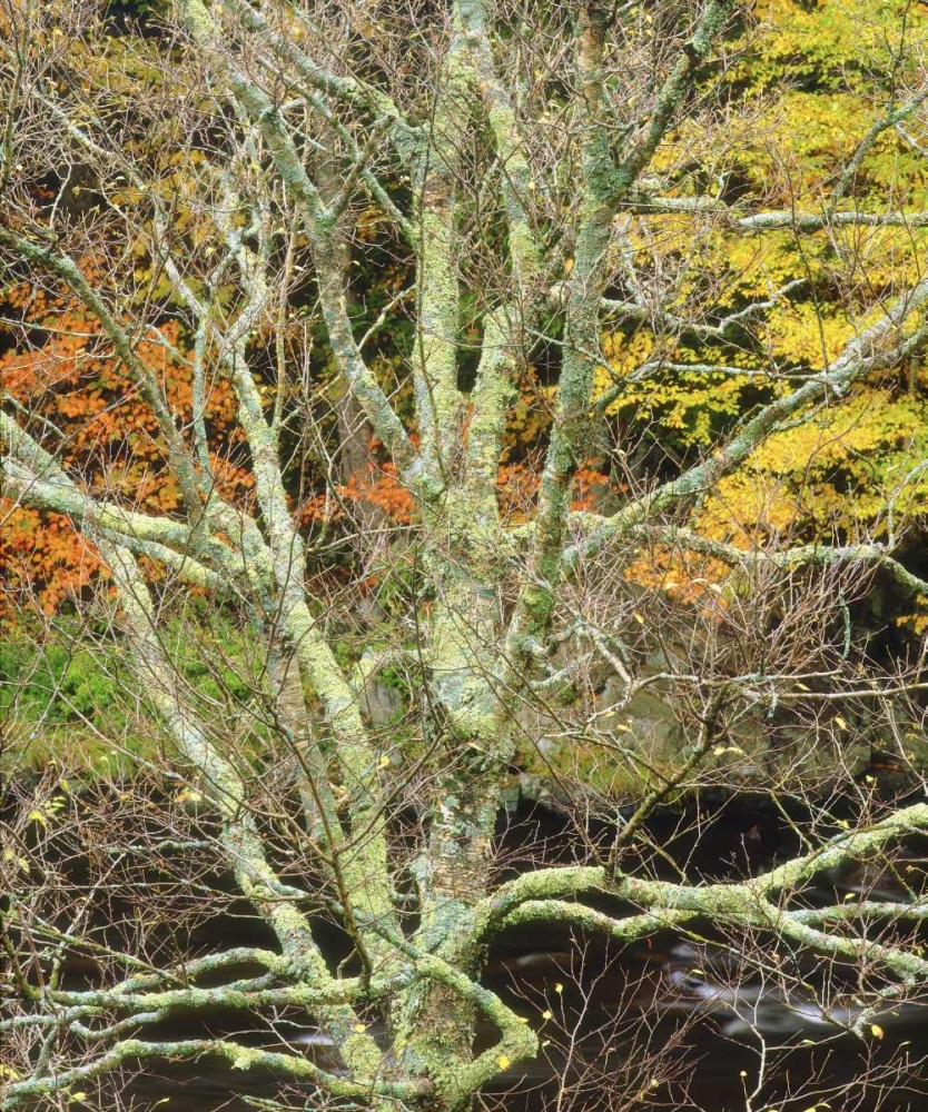 Maine, Acadia NP Lichen-covered tree by a stream art print by Christopher Talbot Frank for $57.95 CAD