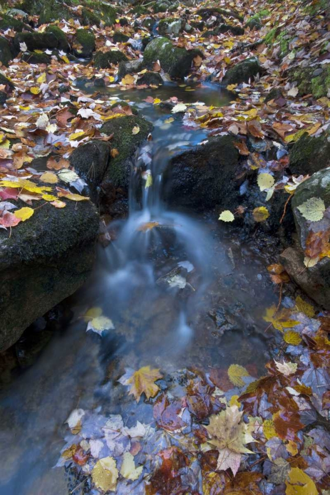 USA, Maine, Acadia NP Fallen leaves on stream art print by Nancy Rotenberg for $57.95 CAD