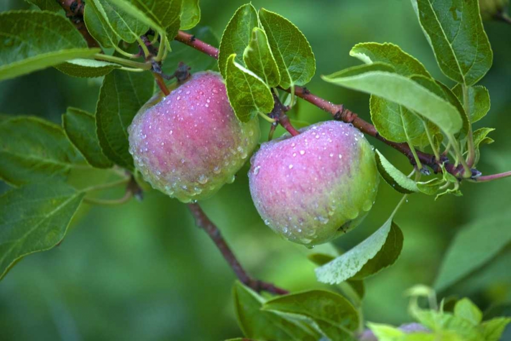 Maine, Harpswell Dew-covered apples on tree art print by Kathleen Clemons for $57.95 CAD