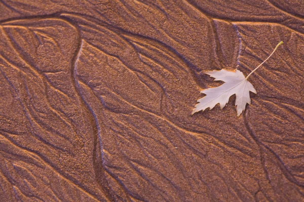 Maine, Phippsburg Leaf on Popham Beach, sunrise art print by Kathleen Clemons for $57.95 CAD