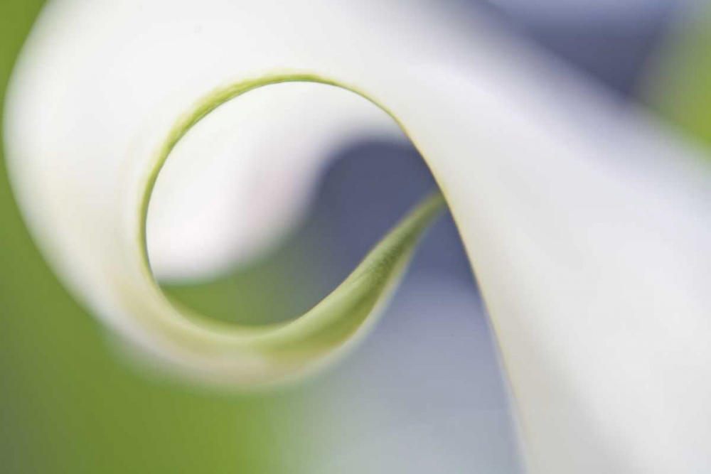 Maine, Harpswell Curled calla lily petal art print by Kathleen Clemons for $57.95 CAD