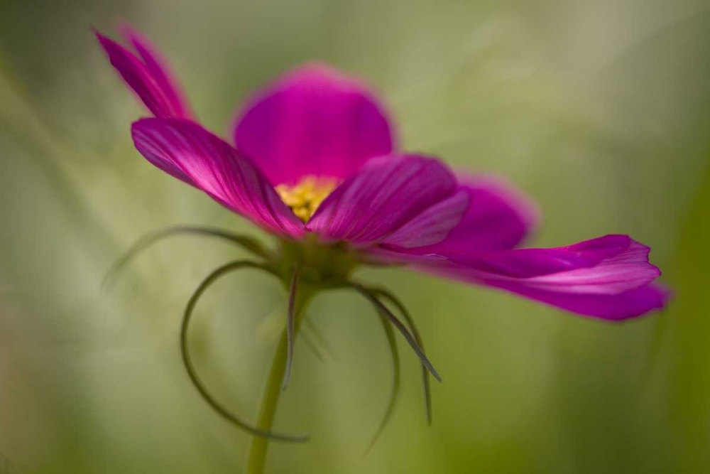 Maine, Harpswell Pink cosmos flower art print by Kathleen Clemons for $57.95 CAD