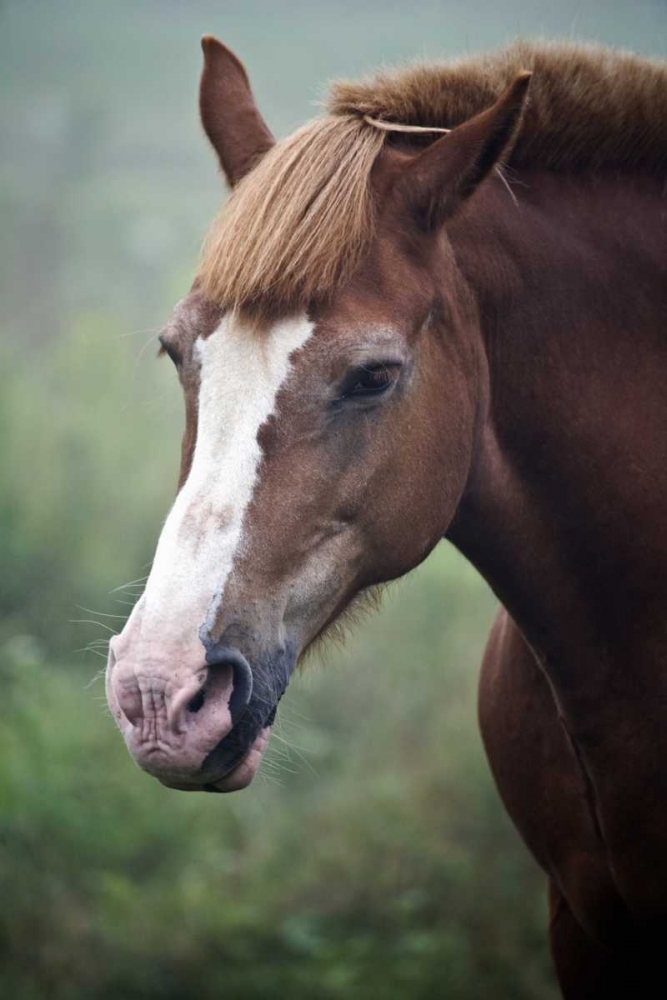 Maine, Harpswell Horse on a foggy day art print by Kathleen Clemons for $57.95 CAD