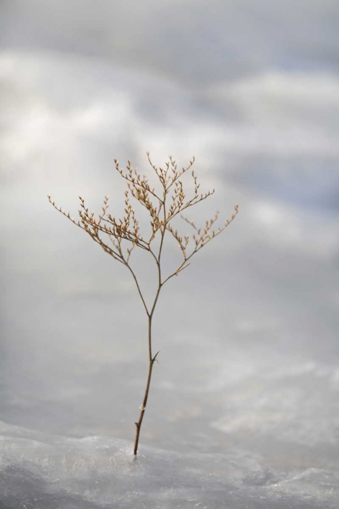 ME, Harpswell Sprig of sea lavender in ice art print by Kathleen Clemons for $57.95 CAD