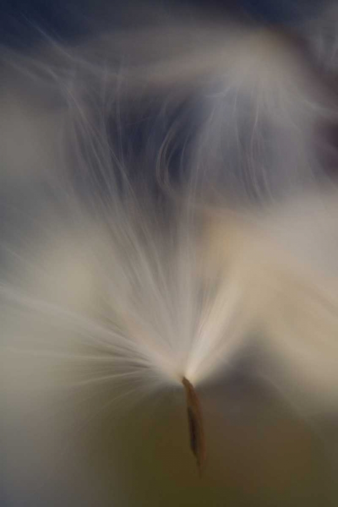Maine, Harpswell Abstract Milkweed seeds art print by Kathleen Clemons for $57.95 CAD