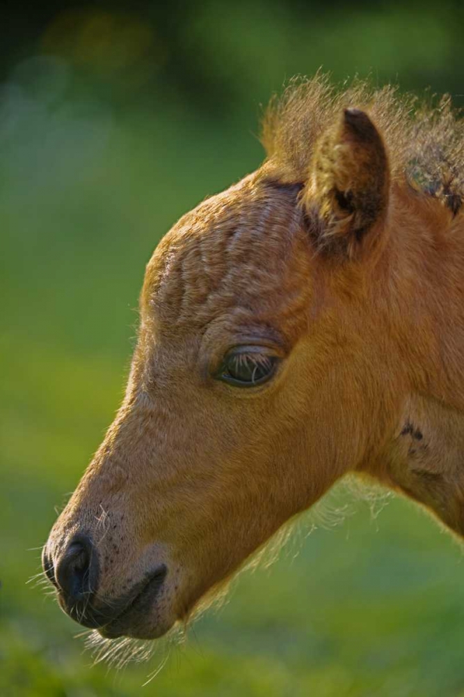 Maine, Bath Miniature horse at sunset art print by Kathleen Clemons for $57.95 CAD