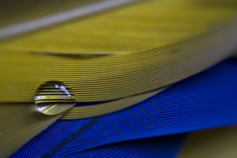 ME, Harpswell Water drop on parrot feathers art print by Kathleen Clemons for $57.95 CAD