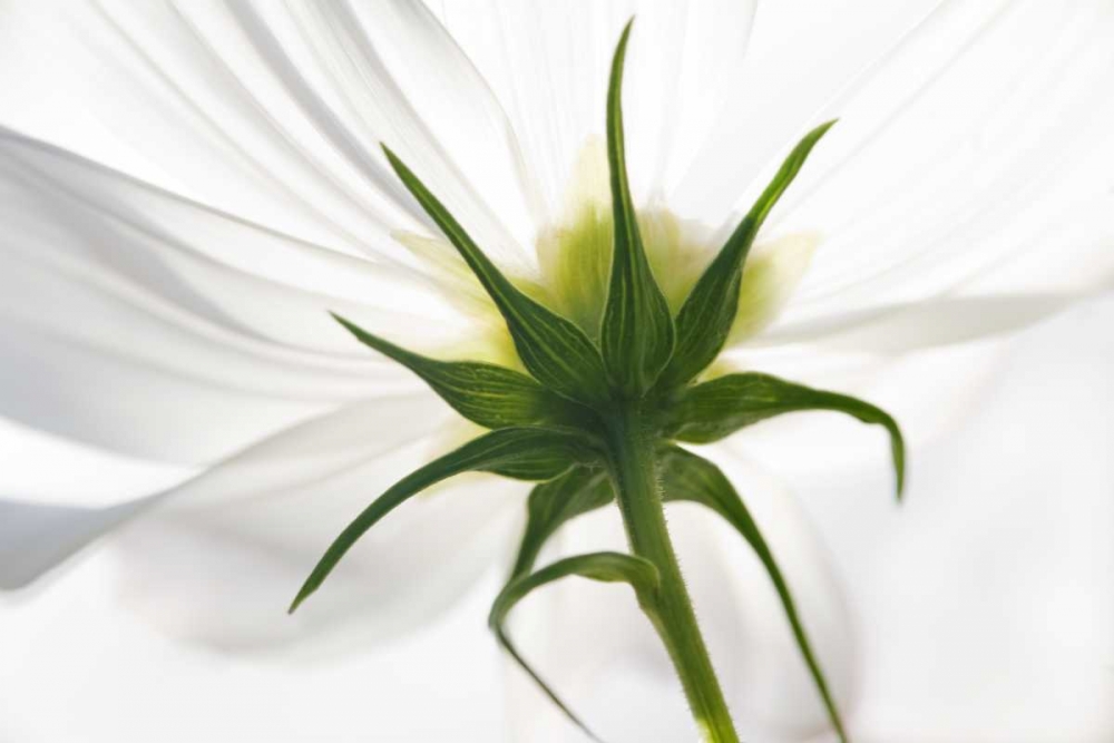 ME, Harpswell Underside of a white cosmos art print by Kathleen Clemons for $57.95 CAD