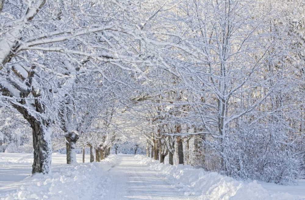 Maine, Harpswell Heavy snowfall on Bear Paw Road art print by Kathleen Clemons for $57.95 CAD