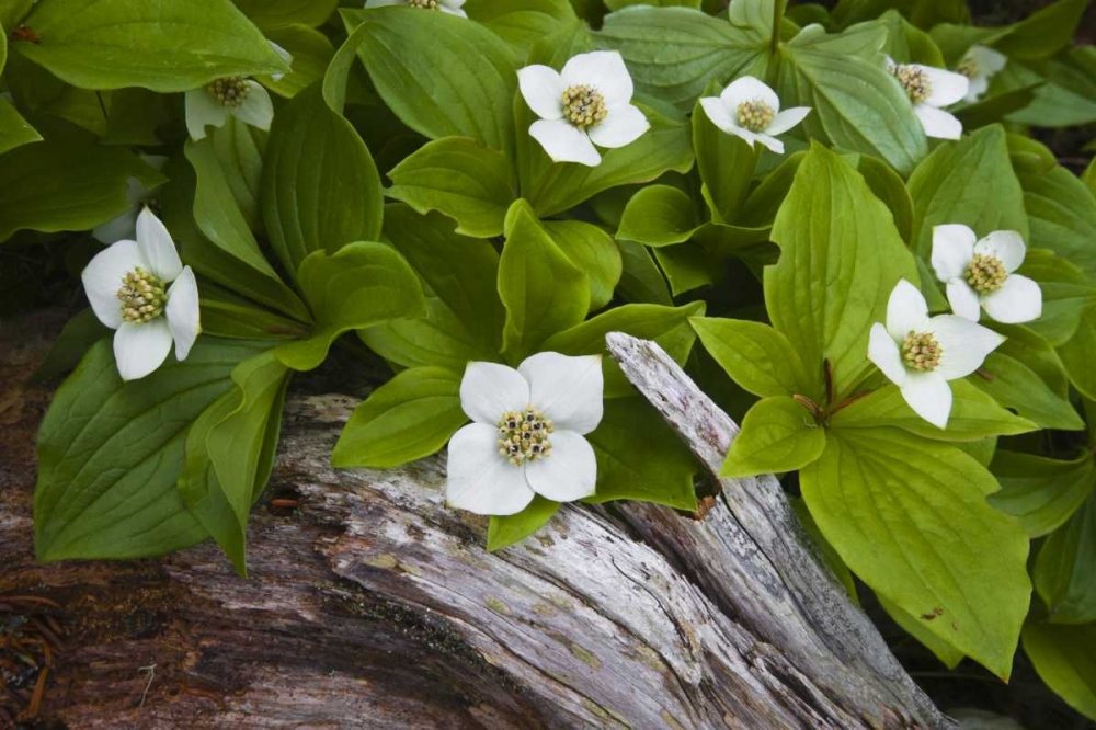 ME, Acadia NP Dwarf cornel plant on rotting log art print by Nancy Rotenberg for $57.95 CAD