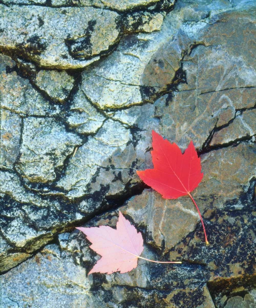 USA, Maine, A Maple leaf on a Rock Background art print by Christopher Talbot Frank for $57.95 CAD