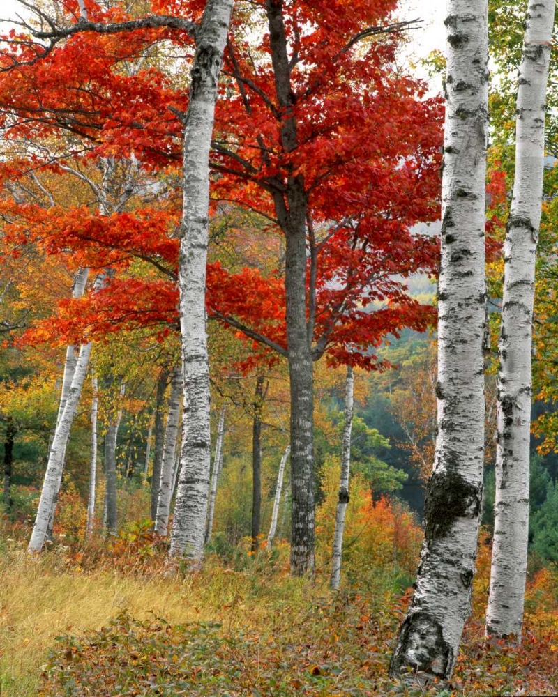 ME, Wyman Lake Forest in autumn art print by Steve Terrill for $57.95 CAD