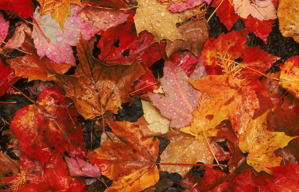 USA, Maine Autumn maple leaves art print by Marie Bush for $57.95 CAD