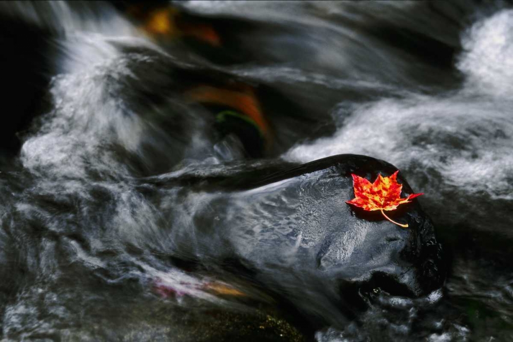 USA, Maine Maple leaf on black rock in stream art print by Marie Bush for $57.95 CAD