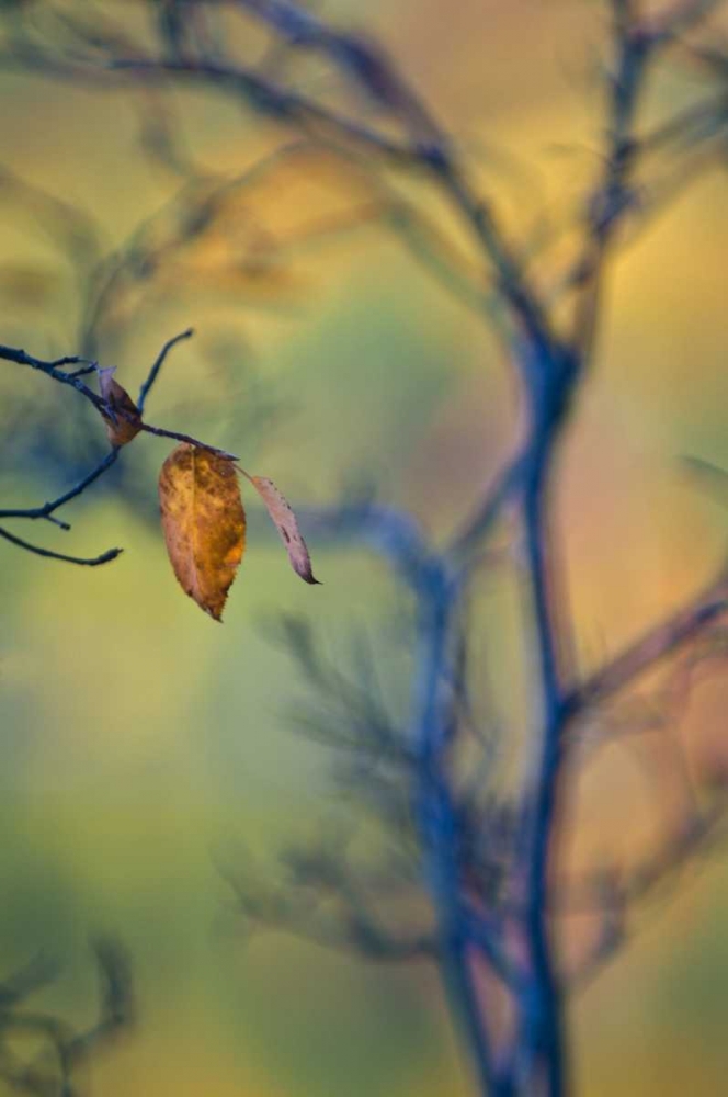 Maine, Acadia NP Autumn leaves and tree abstract art print by Nancy Rotenberg for $57.95 CAD