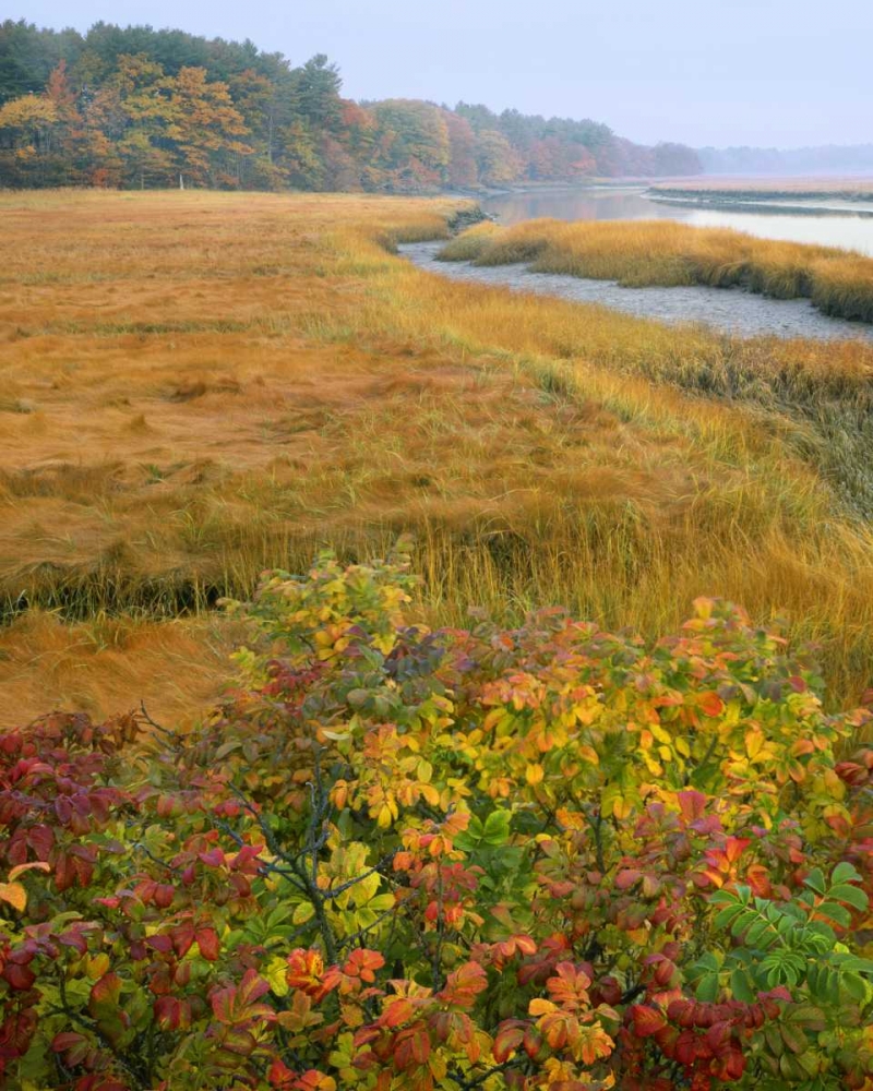 ME, Kennebunkport Tidal marsh on the Mousam art print by Steve Terrill for $57.95 CAD