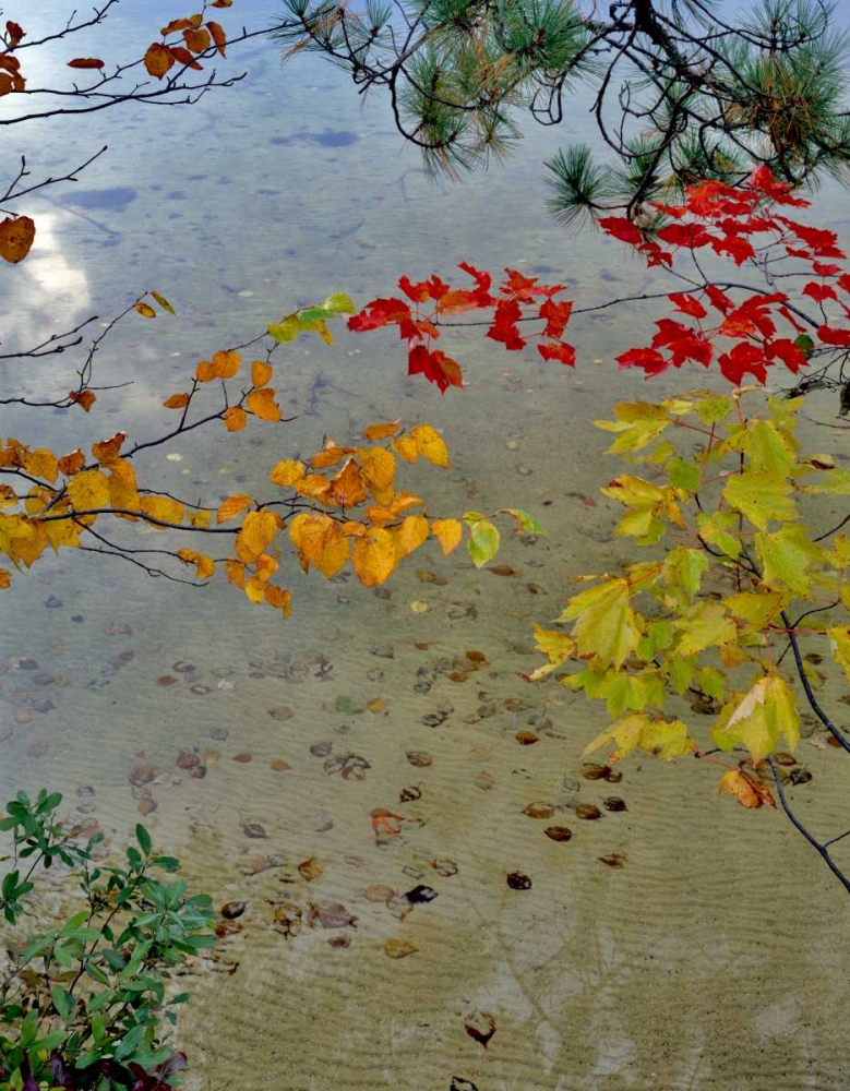 Maine Scenic of lake shore of Upper Togue Pond art print by Steve Terrill for $57.95 CAD