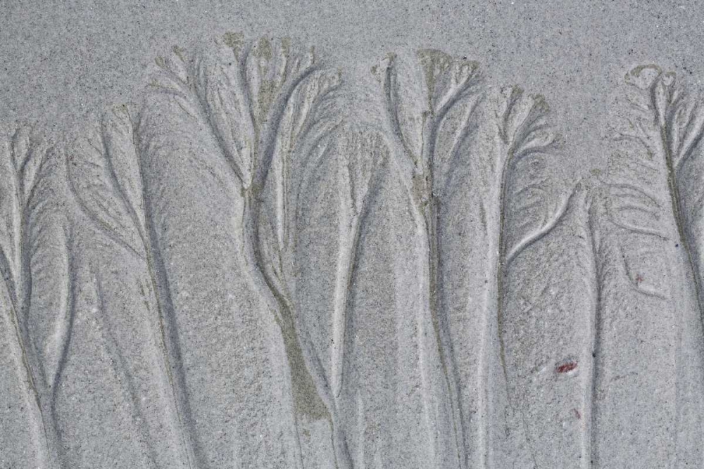 Maine, Pine Point Forest-like sand patterns art print by Gilles Delisle for $57.95 CAD