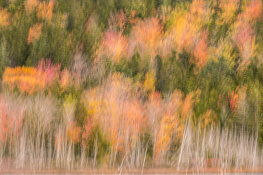 USA-Maine-Acadia National Park Forest abstract art print by Jaynes Gallery for $57.95 CAD