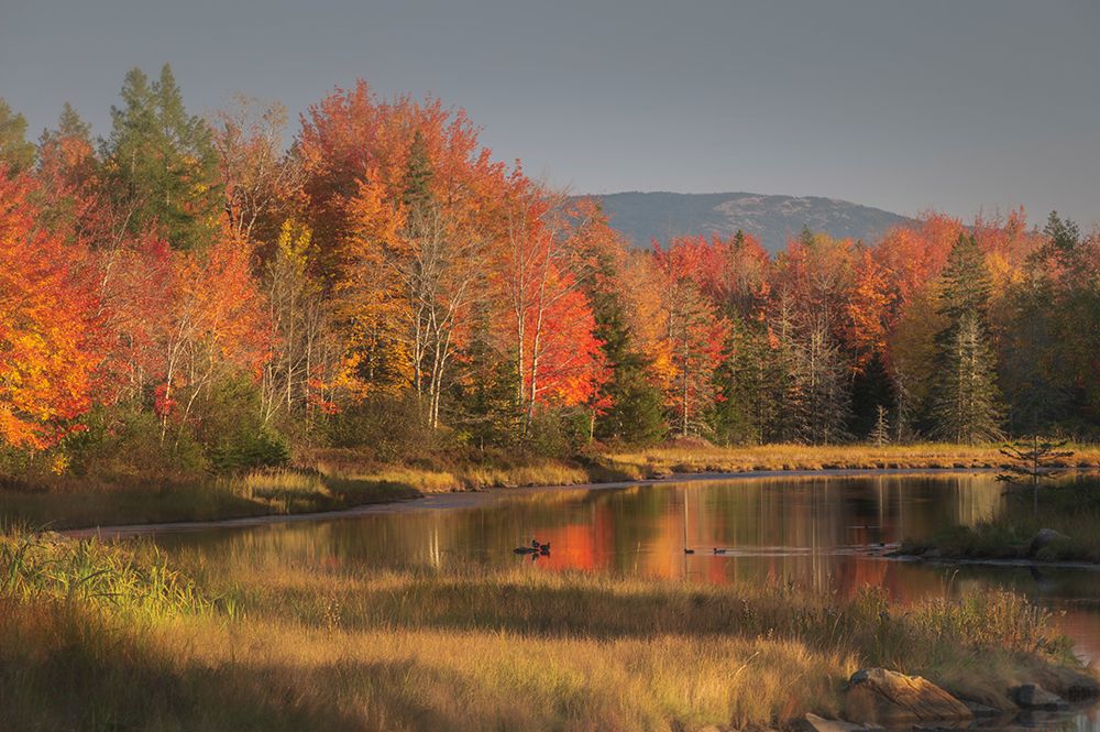 USA-Maine-Acadia National Park art print by Jaynes Gallery for $57.95 CAD