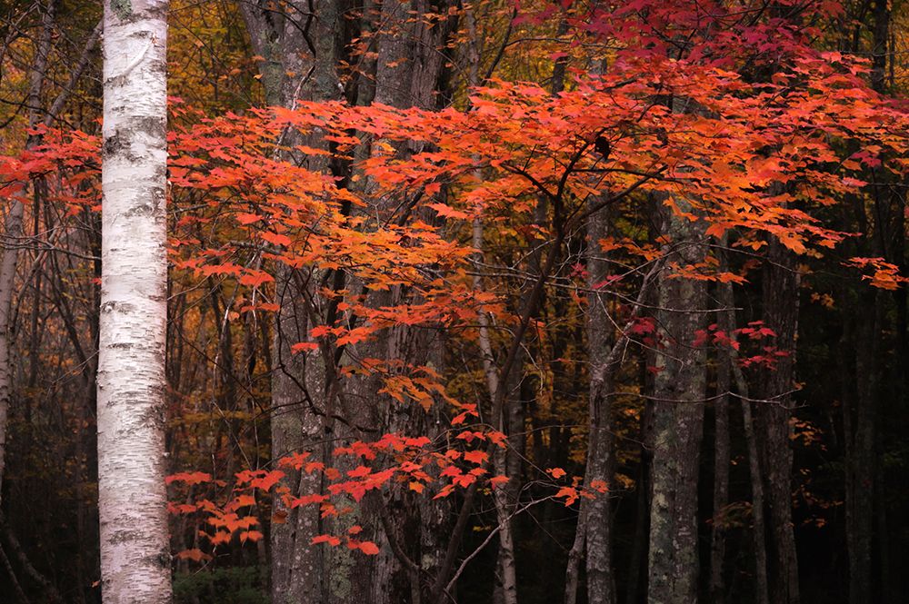 USA-Maine-Acadia National Park art print by Jaynes Gallery for $57.95 CAD