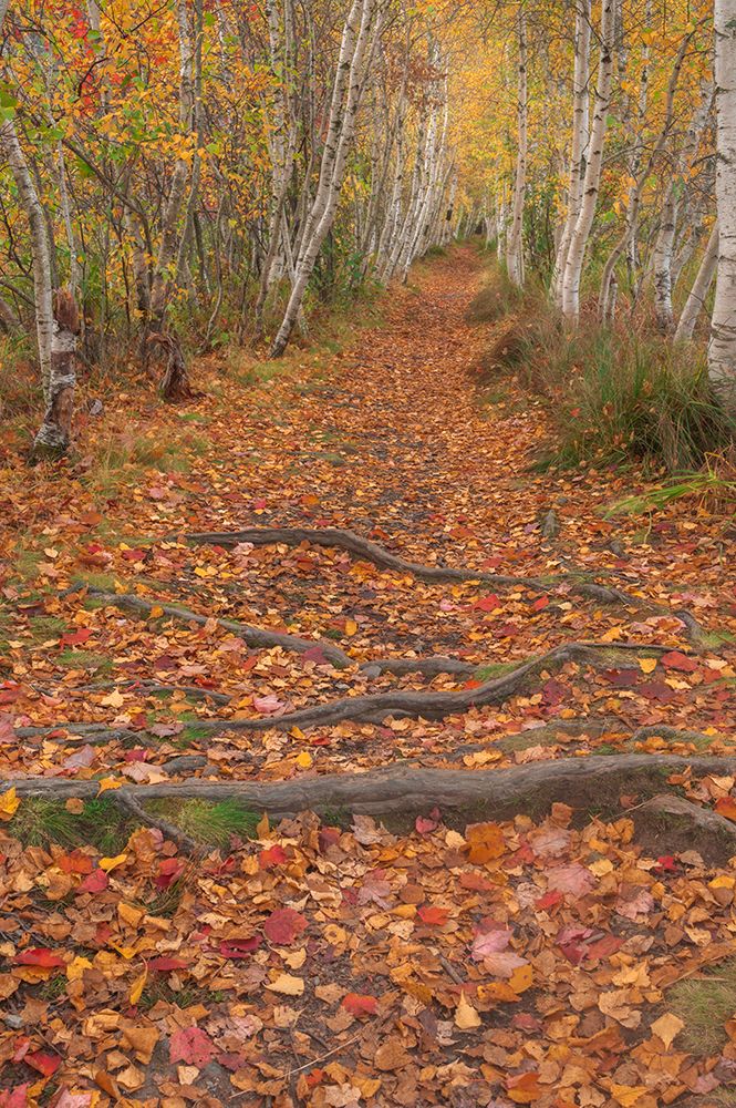 USA-Maine-Acadia National Park Tree roots in forest trail art print by Jaynes Gallery for $57.95 CAD