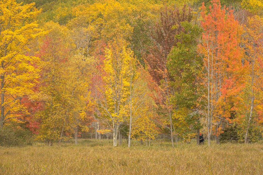 USA-Maine-Acadia National Park Forest landscape in autumn colors art print by Jaynes Gallery for $57.95 CAD